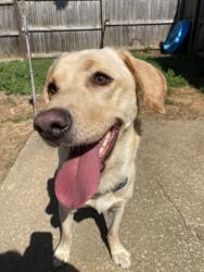 Found/Stray Female Dog last seen Near Waldron rd, La Vergne, TN 37086