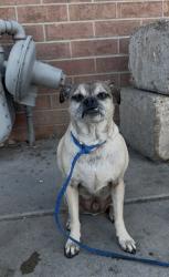 Found/Stray Male Dog last seen At BDC collision , Denver, CO 80221