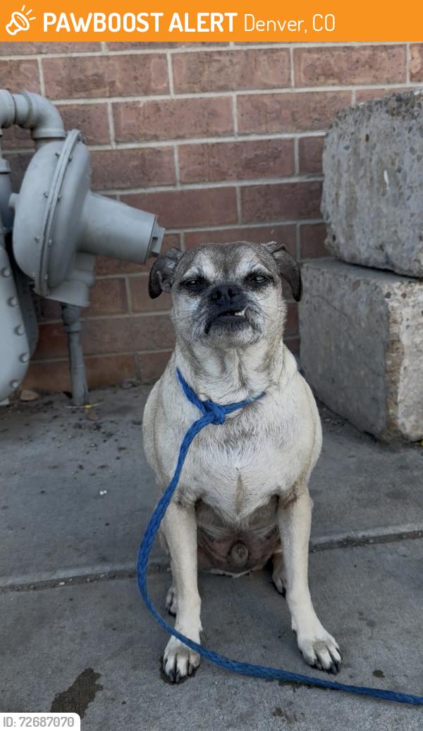 Found/Stray Male Dog last seen At BDC collision , Denver, CO 80221