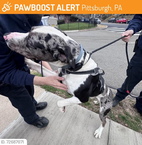 Found/Stray Male Dog last seen Chislette and Baywood St, Pittsburgh, PA 15206