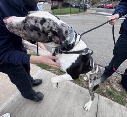 Found/Stray Male Dog last seen Corner of Chislett and Baywood in Highland Park, Pittsburgh, PA 15206