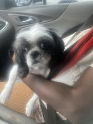 Lost Male Dog last seen Buena vista , Columbus, GA 31907