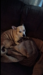 Lost Female Dog last seen Harris and palmetto, Hague and Palmetto, , Columbus, OH 43204