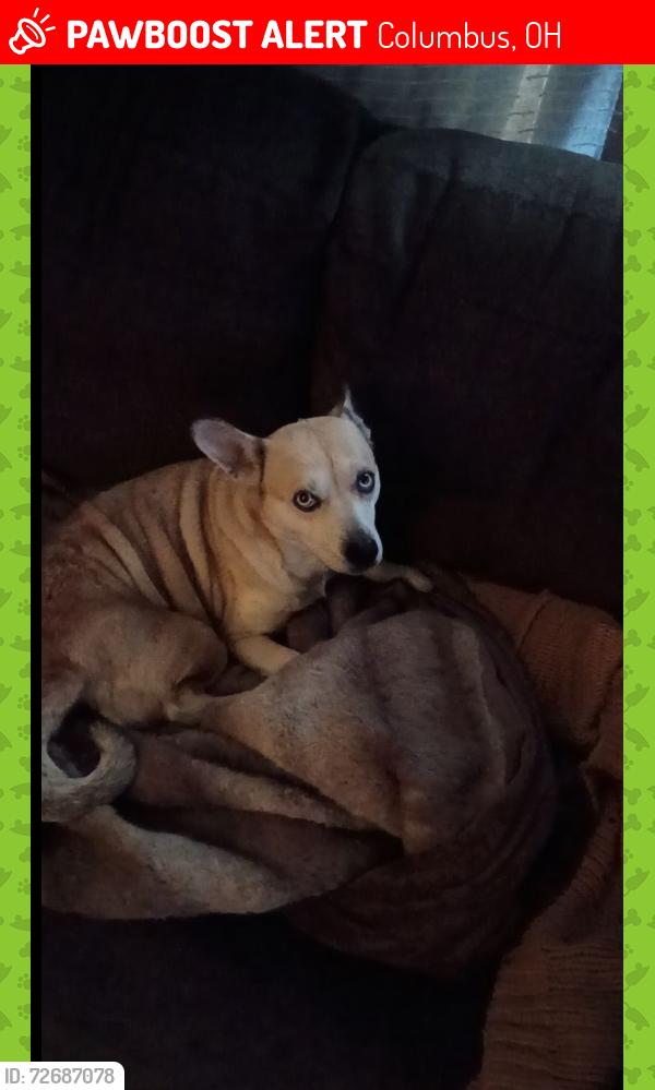Lost Female Dog last seen Harris and palmetto, Hague and Palmetto, , Columbus, OH 43204