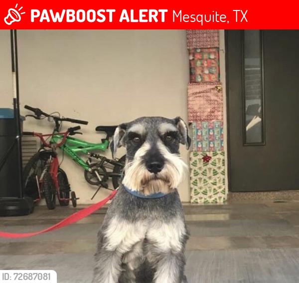 Lost Male Dog last seen Eastside Dr., Mesquite, TX 75149