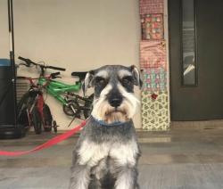 Lost Male Dog last seen Eastside Dr., Mesquite, TX 75149