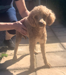 Found/Stray Female Dog last seen Near Fallen Oak Drive, Modesto, CA 95355