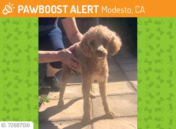 Found/Stray Female Dog last seen Near Fallen Oak Drive, Modesto, CA 95355