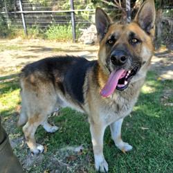 Found/Stray Male Dog last seen Near West 16th Street, Long Beach, CA, USA, Long Beach, CA 90813