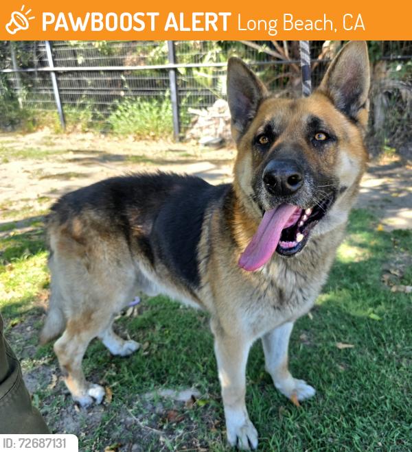 Found/Stray Male Dog last seen Near West 16th Street, Long Beach, CA, USA, Long Beach, CA 90813