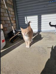Lost Female Cat last seen Bisschop st deception bay , Deception Bay, QLD 4508