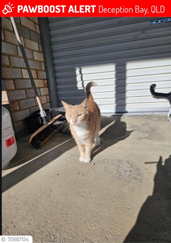 Lost Female Cat last seen Bisschop st deception bay , Deception Bay, QLD 4508