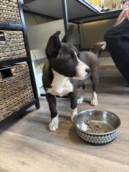 Found/Stray Female Dog last seen Lawson, Knoxville, TN 37917