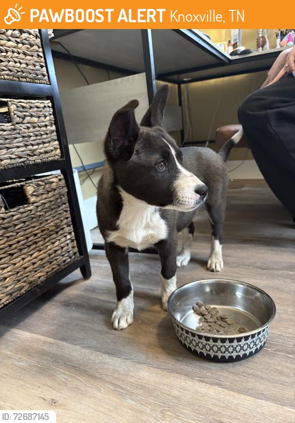 Found/Stray Female Dog last seen Lawson, Knoxville, TN 37917