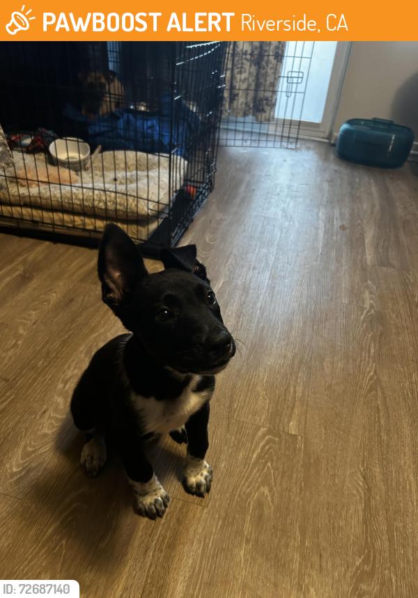 Found/Stray Male Dog last seen Vanburen and wells in Riverside ca, Riverside, CA 92501