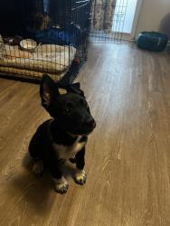 Found/Stray Male Dog last seen Vanburen and wells in Riverside ca, Riverside, CA 92501