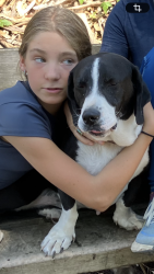 Lost Male Dog last seen 51st and Telegraph, Oakland DMV , Oakland, CA 94618