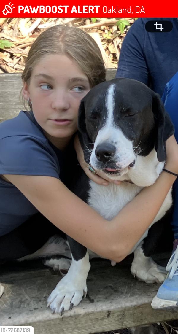 Lost Male Dog last seen 51st and Telegraph, Oakland DMV , Oakland, CA 94618