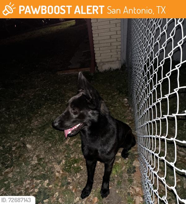Found/Stray Male Dog last seen Kopplow & Barranca , San Antonio, TX 78221