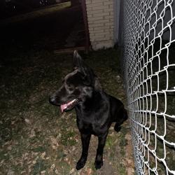 Found/Stray Male Dog last seen Kopplow & Barranca , San Antonio, TX 78221