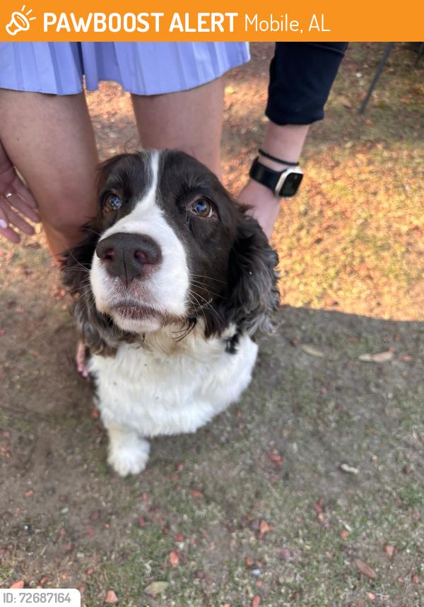 Found/Stray Female Dog last seen Post on The Hill, Mobile, AL 36608