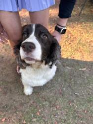 Found/Stray Female Dog last seen Post on The Hill, Mobile, AL 36608
