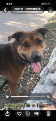 Lost Male Dog last seen Linden loop, Del Valle, TX 78617