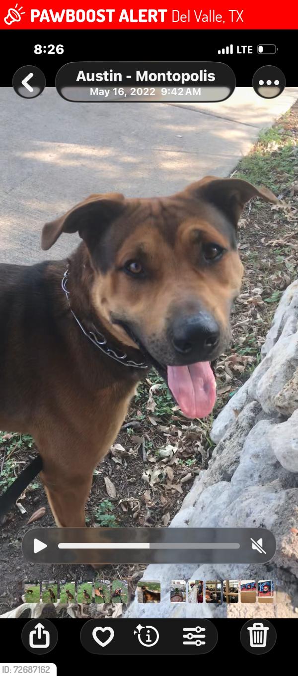 Lost Male Dog last seen Linden loop, Del Valle, TX 78617