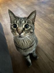 Lost Male Cat last seen Joy rd and telegraph , Redford Township, MI 48239