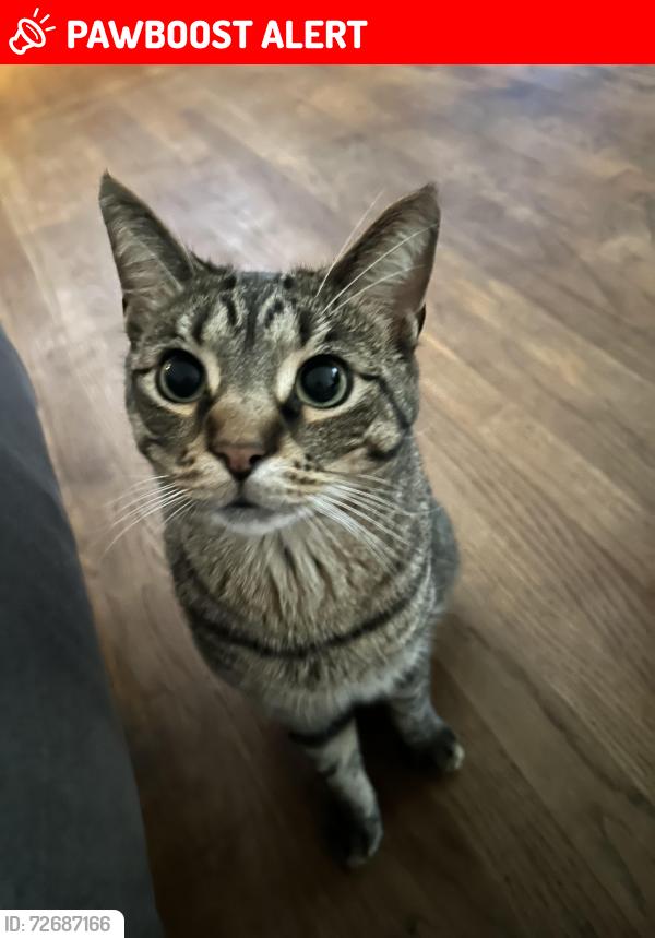Lost Male Cat last seen Joy rd and telegraph, Redford Township, MI 48239