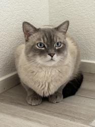Reunited Male Cat last seen Durango and Twain , Las Vegas, NV 89147