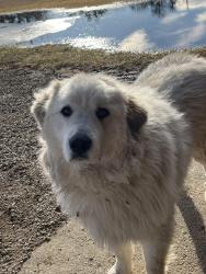 Lost Male Dog last seen West of hwy 83, 8 miles south of Minot, ND, Minot, ND 58701