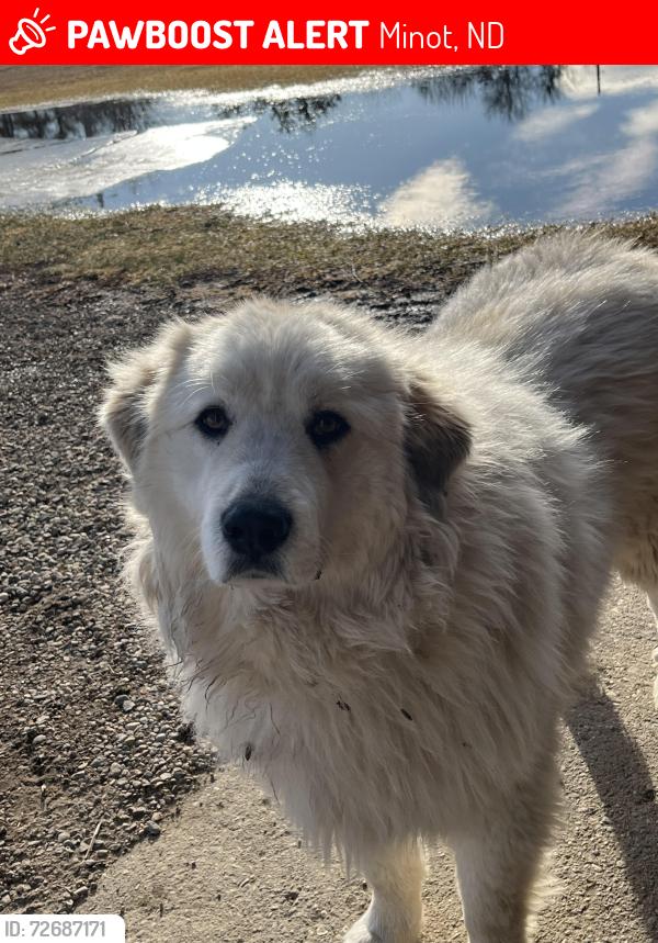 Lost Male Dog last seen West of hwy 83, 8 miles south of Minot, ND, Minot, ND 58701