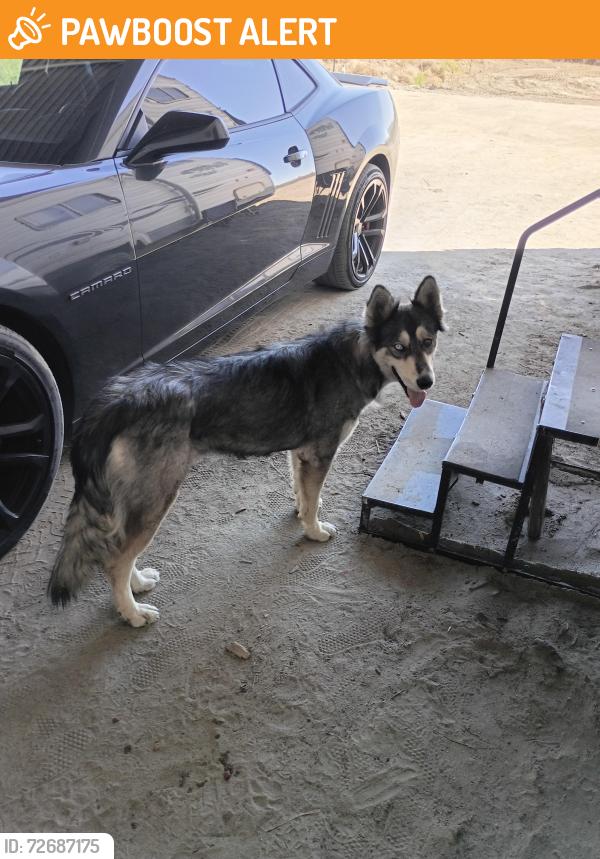 Found/Stray Female Dog last seen Sheepcreek Rd almost to El Mirage Rd, San Bernardino County, CA 92301