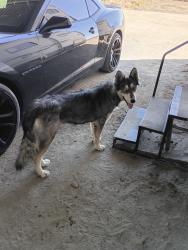 Found/Stray Female Dog last seen Sheepcreek Rd almost to El Mirage Rd, San Bernardino County, CA 92301