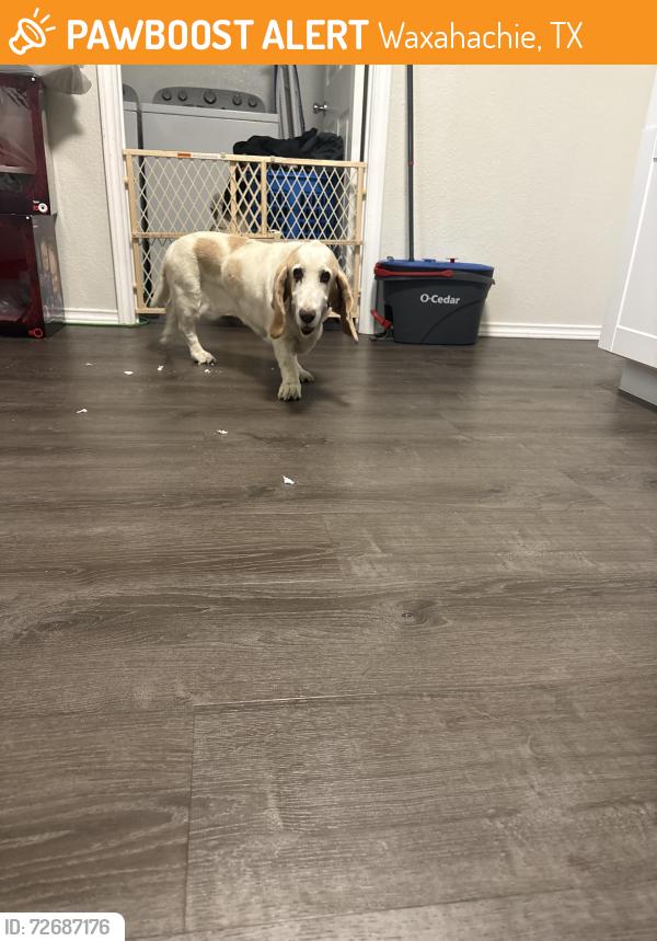 Found/Stray Female Dog last seen Northside Elementary , Waxahachie, TX 75165