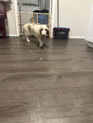 Found/Stray Female Dog last seen Northside Elementary , Waxahachie, TX 75165