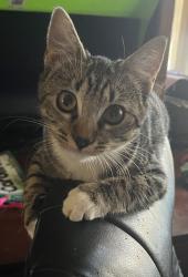 Lost Female Cat last seen Cresta road, Corona, CA 92879