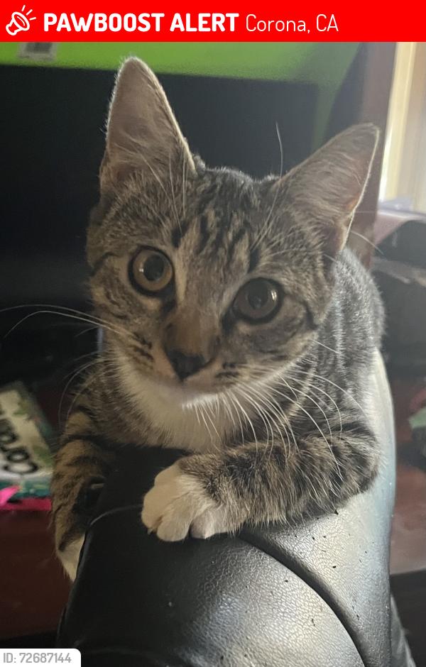Lost Female Cat last seen Cresta road, Corona, CA 92879