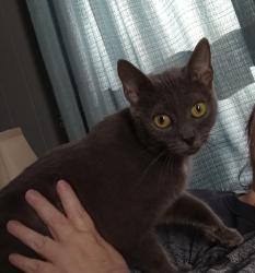Lost Female Cat last seen Bridges Farm Rd and Morningstar Lake Road, Forest City, NC 28043