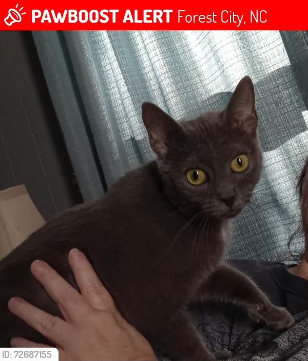 Lost Female Cat last seen Bridges Farm Rd and Morningstar Lake Road, Forest City, NC 28043