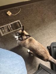 Found/Stray Male Cat last seen Near SE Hogan rd , Gresham, OR 97080
