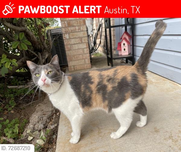Lost Female Cat last seen Last seen in the woods near faro fr, Austin, TX 78741