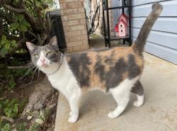 Lost Female Cat last seen Last seen in the woods near faro fr, Austin, TX 78741