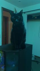 Lost Male Cat last seen Ordway Dr/Bernice Ct SE, North Yelm, WA 98597