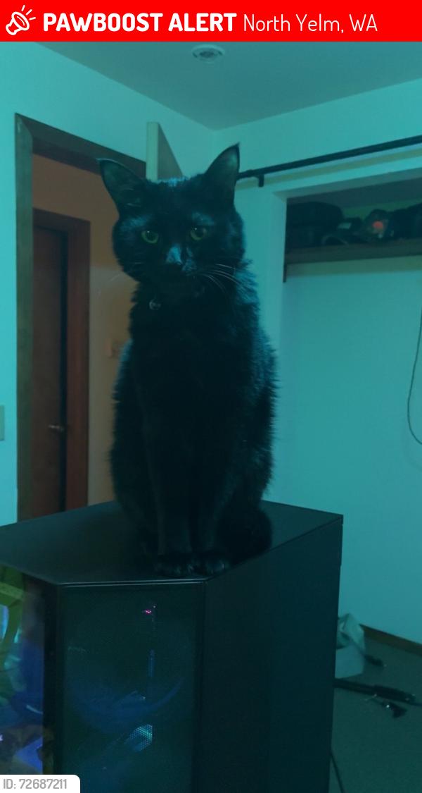 Lost Male Cat last seen Ordway Dr/Bernice Ct SE, North Yelm, WA 98597