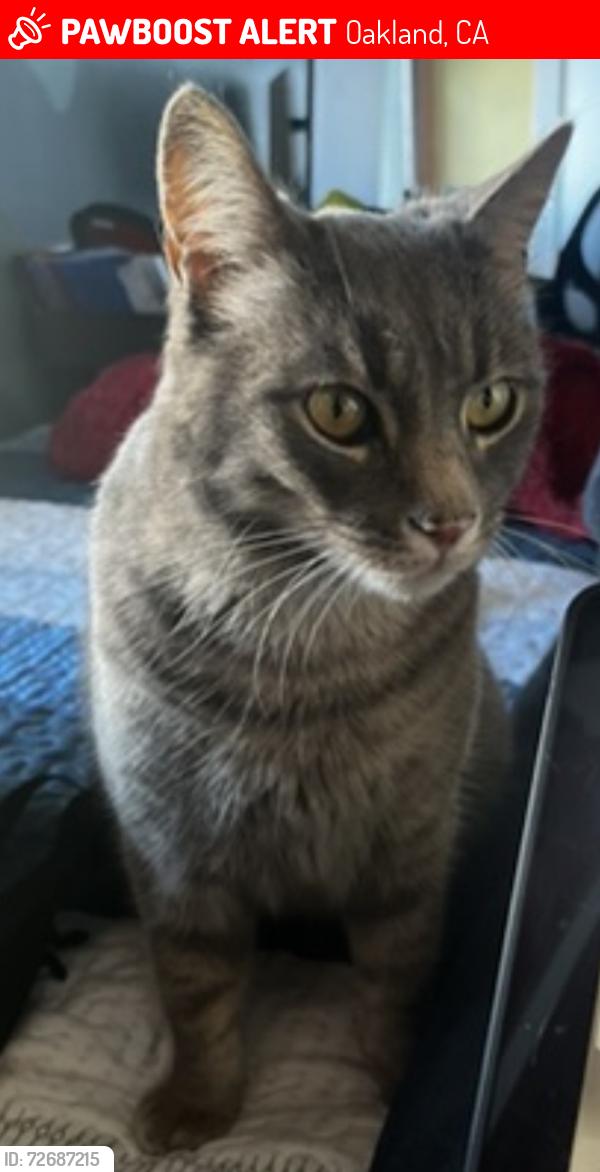 Lost Male Cat last seen Trueburger, Honda dealership, Oakland, CA 94611