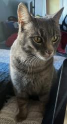 Lost Male Cat last seen Trueburger, Honda dealership, Oakland, CA 94611