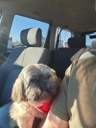 Lost Male Dog last seen keegan 77099, Houston, TX 77099