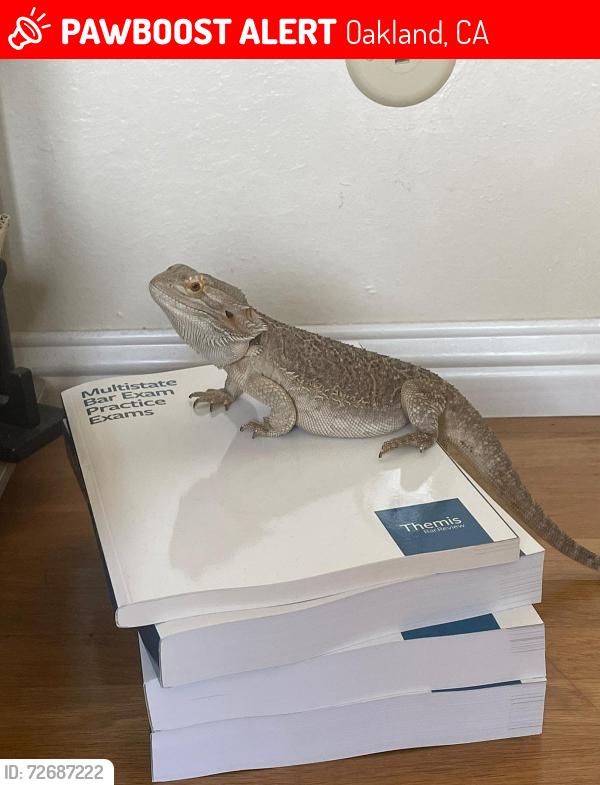 Lost Male Reptile last seen Jefferson and 12th in Downtown Oakland, Oakland, CA 94612